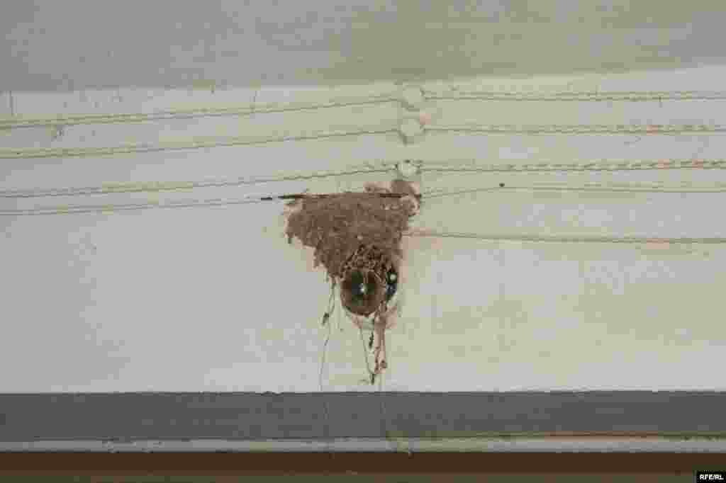 Qobustanlıların güzəranından lövhələr #21