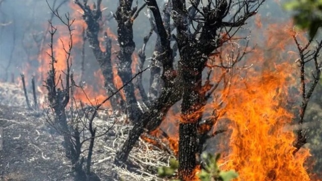 آتش در الیت؛ اسماعیل کهرم: مسئولان محیط زیست فقط حرف می‌زنند