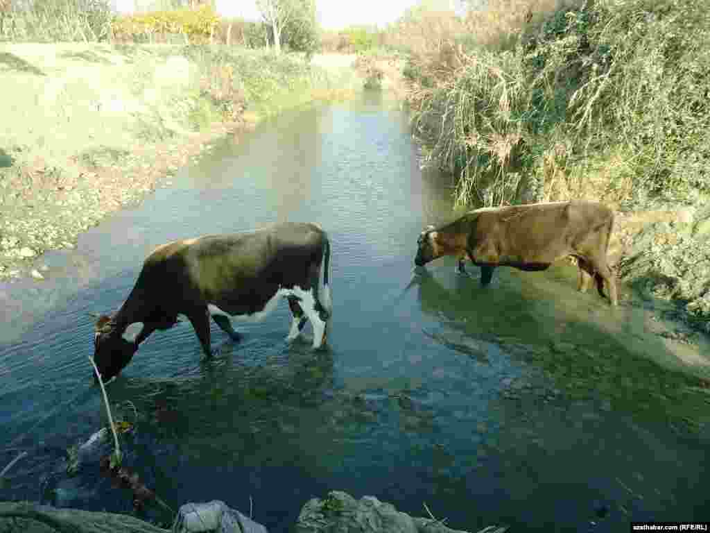Derýany geçip barýan mallar