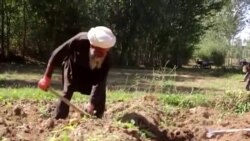 طالبان کشت کوکنار را در ولایت غور ممنوع اعلام کرده اند