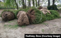 Hadházy 2023 őszén is fotózta ezeket az ültetésre váró növényeket. Rózsakert, levendulás és hatalmas, fás részek is vannak a birtokon