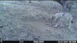 Волчья семья попала в видеокапкан