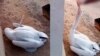 A pelican listed in the Red Data Book was killed in Uzbekistan