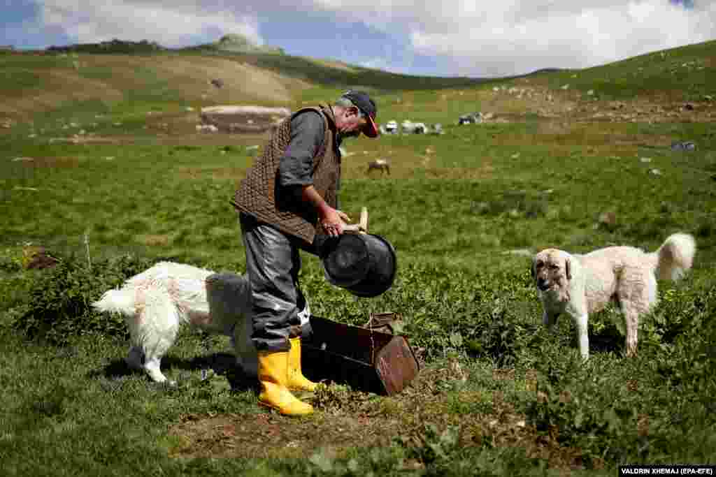 Bajram Bajle feeds his sheepdogs in the Sharr Mountains.