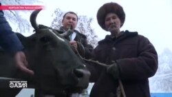 В Кыргызстане началась идентификация домашних животных