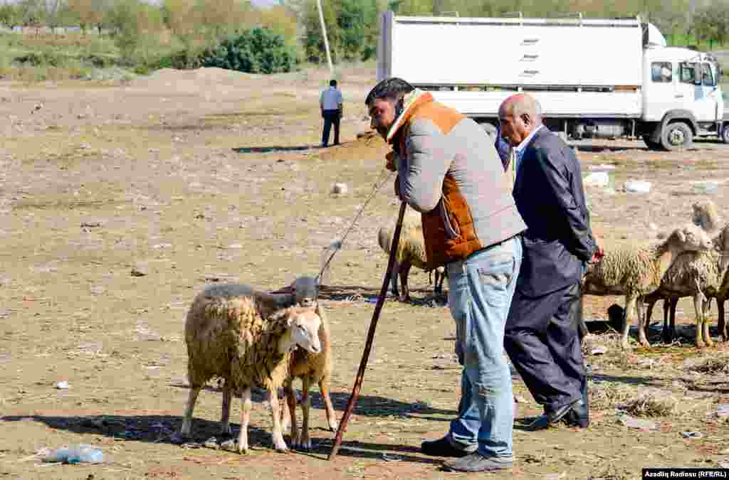 Bazarın bağlanmağına az qalmış iki qoyun müstərisini gözləyir. 