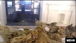 یکی از مردان نمکی در خانه ذوالفقاری های زنجان: نگهداری در شرایط ابتدایی و غیر علمی