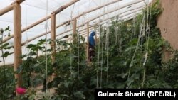 آرشیف، سبزخانه در افغانستان