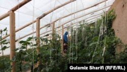 آرشیف، عکس جنبه تزئینی دارد.