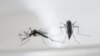 Vrsta komaraca Aedes Aegypti uzgojenih u laboratoriji (arhivska fotografija)