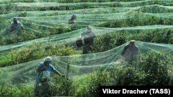 Зьбіральнікі чарніцаў пад Альшанамі, ілюстрацыйнае фота