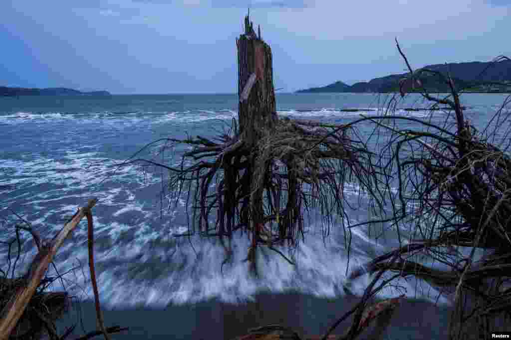 Daniel Berehulak of Australia, a photographer working for Getty Images, won third prize in the General News Stories category with the series &quot;Japan After the Wave.&quot; This picture shows pine trees uprooted during the tsunami lying strewn over the beach in Rikuzentakata.