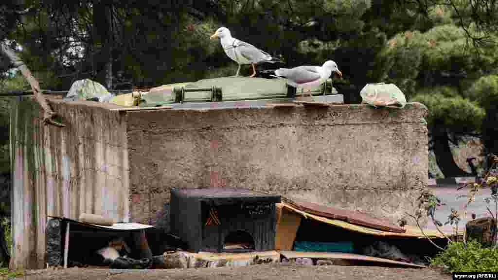 На майданчику зі сміттєвими контейнерами птахи шукають щось їстівне. Під ними, біля бетонної огорожі, &ndash; котячі будки, на одній з яких прикріплена георгіївська стрічка і написано &laquo;Твори добро&raquo;