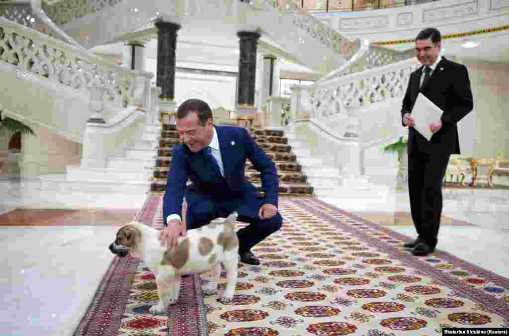 Пятнистый щенок породы Алабай - подарок президента Туркменистана Гурбангулы Бердымухамедова премьер-министру России Дмитрию Медведеву, Ашхабад, 31 мая, 2019
