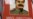 О Сталине мудром, родном и любимом прекрасную песню слагает доцент. 27-й гадавіне развалу СССР прысьвячаецца.