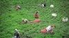 Tea farm in semi-tropical Gilan Province, Iran