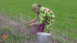 Uzbekistanski Norouz specijaliteti