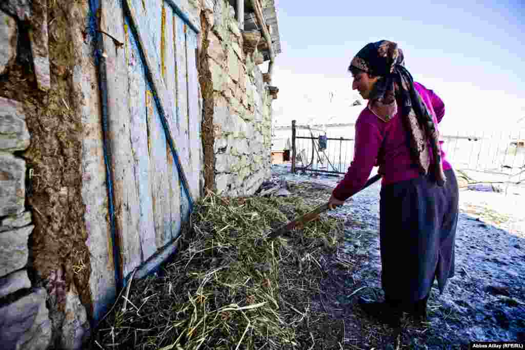Reyhan xala heyvanlara yem verdikdən sonra tövlə qapısının önünə ot-ələf tökür ki, tövləyə soyuq hava girməsin.