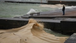 В Одесі гинуть птахи через вилив соняшникової олії в море після атаки РФ (відео)