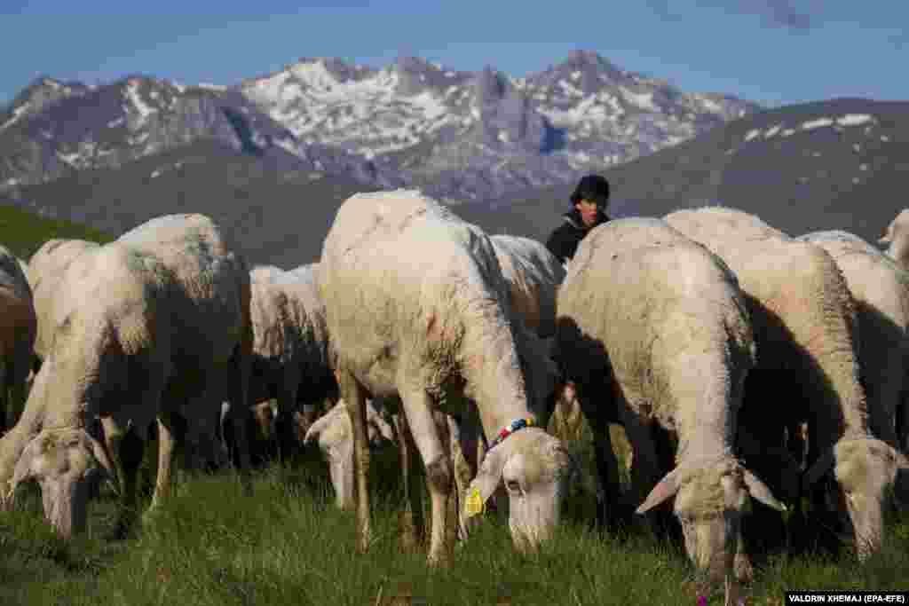 Borjan Balje watches sheep graze in a mountain pasture. The Sharr range stretches 1,600 kilometers from Kosovo and Albania through to North Macedonia.