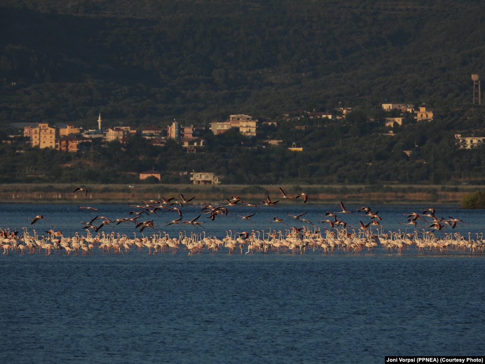 Flamingot në habitatin natyral në peizazhin e mbrojtur Pishë Poro-Nartë në Shqipëri.