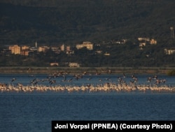 Flamingot në habitatin natyral në peizazhin e mbrojtur Pishë Poro-Nartë në Shqipëri.