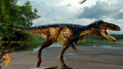 В Узбекистане обнаружены останки предка тираннозавров