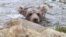 Tajik bear cub 