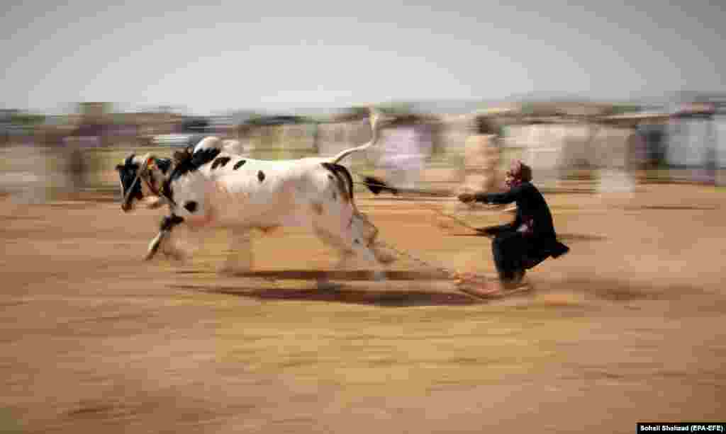 A participant competes in a bull race on the outskirts of Rawalpindi, Pakistan.