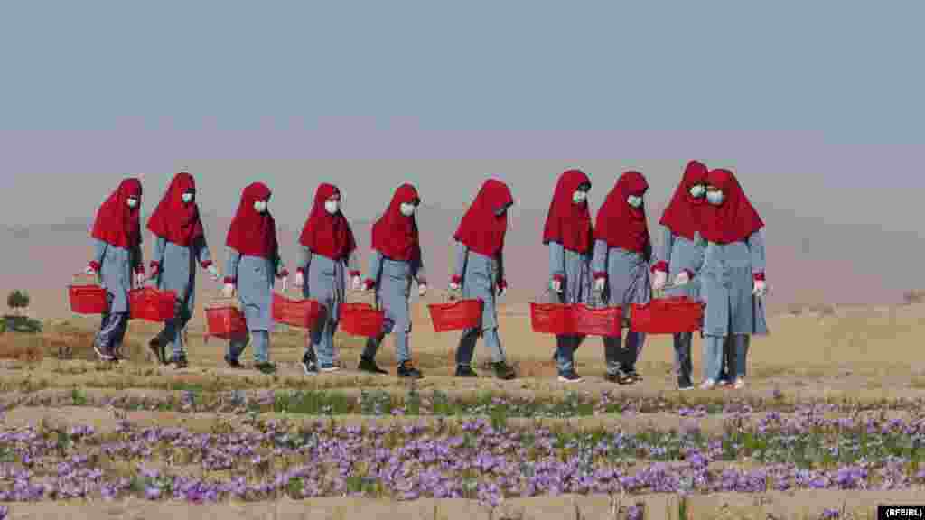 11 листопада, Афганістан. Афганські жінки збирають квіти шафрану в Гераті. Цю рослину вирощують у бідних сільських районах країни як альтернативу маку
