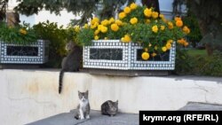 Коты и бархатцы возле Аквариума