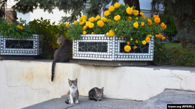 Коты и бархатцы возле Аквариума