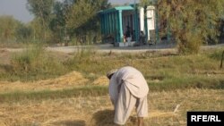 Another blow to already beleaguered Afghan farmers?