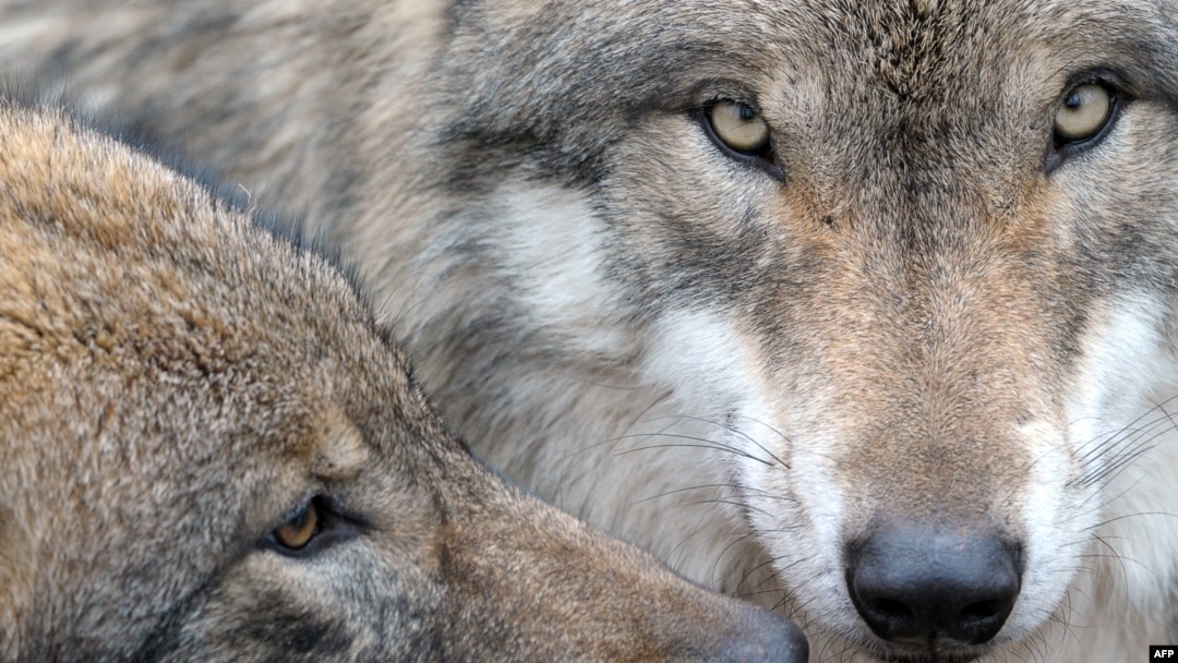 Цезарь мен Клеопатра порно фильм