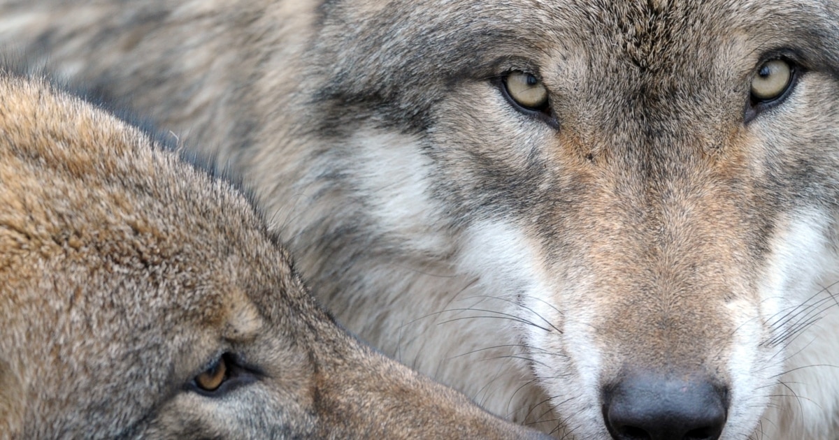 Порно күйеуімен мейрамханаға келіп, сүйіктісіне дәретханада соққы берді эротика, үлкен бөкселер, қисық аяқтар