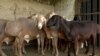 Kyrgyzstan - Video cover - Arashan sheeps