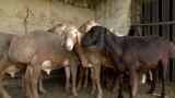 Kyrgyzstan - Video cover - Arashan sheeps