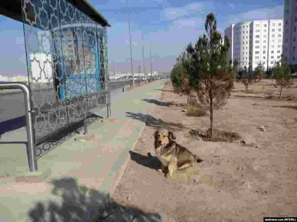 Aşgabatdaky awtobus duralgalarynyň biriniň arkasynda oturan it