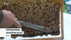 Чаро истеҳсоли асал афзоиш намеёбад?