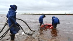 Служители на държавната "Транснефт" полагат грижи за почистването на водата след разлива на 12 юли