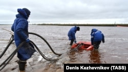 Сотрудники специальной службы компании "Транснефть-Сибирь" очищают реку Амбарную от последствий разлива топлива на ТЭЦ-3, 11 июня 2020