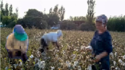 Diňle: Daýhanlar ýygymçy üçin nagt pul ýetmezçiliginden zeýrenýär