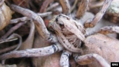 Дороздағы секс видео