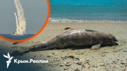 Погибла четверть популяции? Как война в Черном море убивает дельфинов | Радио Крым.Реалии