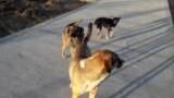 Turkmenistan. Dogs on the street of Ashgabat. November 2020. 
