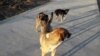 Turkmenistan. Dogs on the street of Ashgabat. November 2020. 