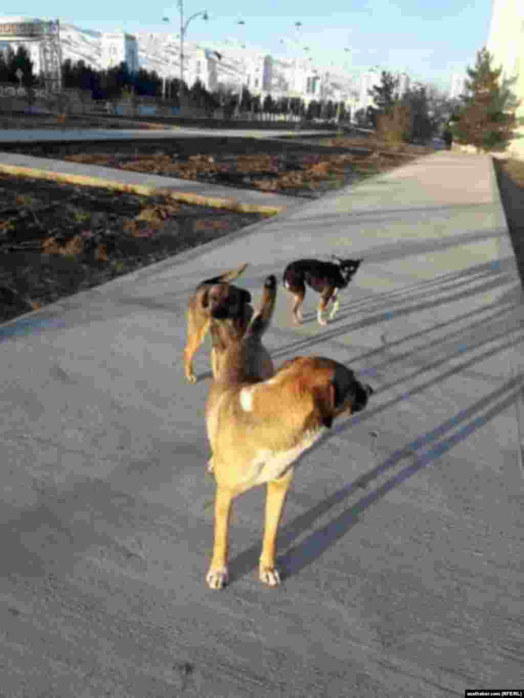 Bir tarapdan ite bagyşlanyp heýkel açylýar, beýleki tarapdan ýurtda öýsüz itdir-pişikleriň köpçülikleýin ýagdaýda, wagşylarça öldürilmegi dowam etdirilýär.