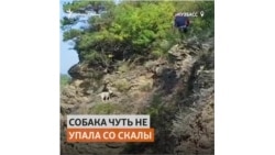 Альпинист снял собаку со скалы после отказа МЧС помочь