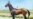 Akhal-Teke, Turkmens' Pride And Glory