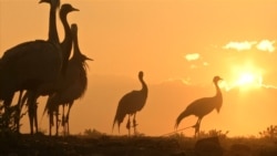 Afghan Crane Hunter Snares Spring Bounty